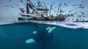 Wildlife Photographer of the Year 2016 first finalists revealed