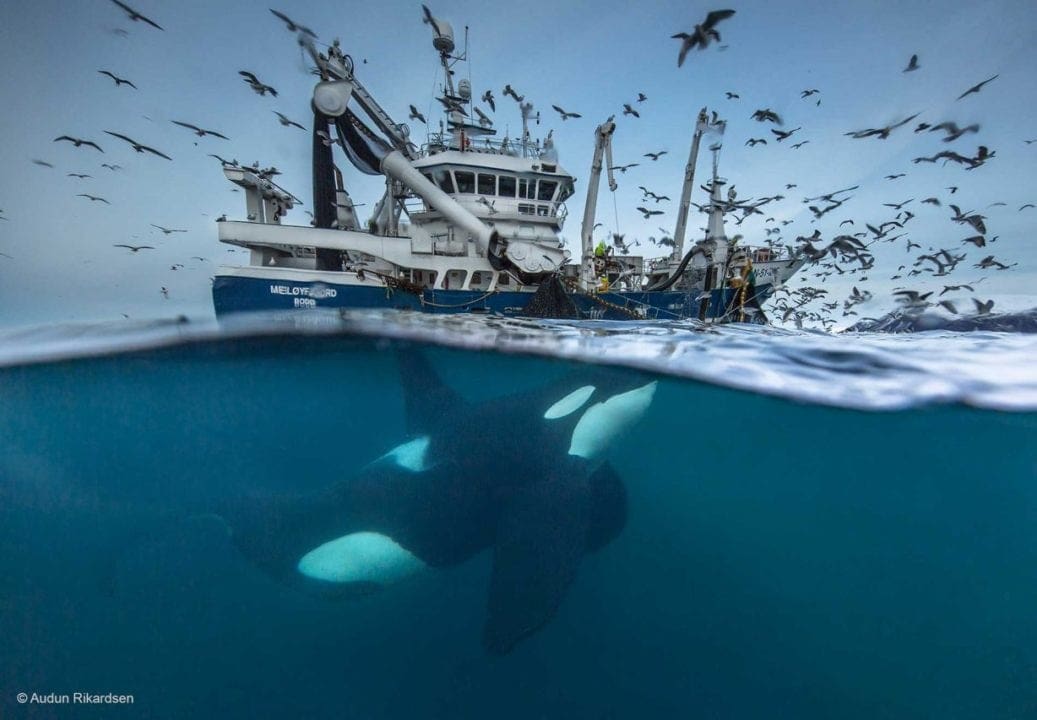 Wildlife Photographer of the Year 2016 first finalists revealed