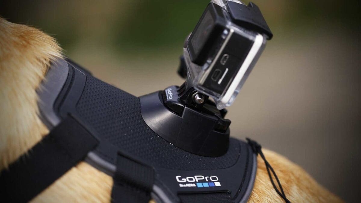 Best GoPro mount for dog: GoPro Fetch