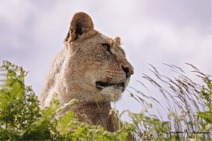 How to Photograph big cats