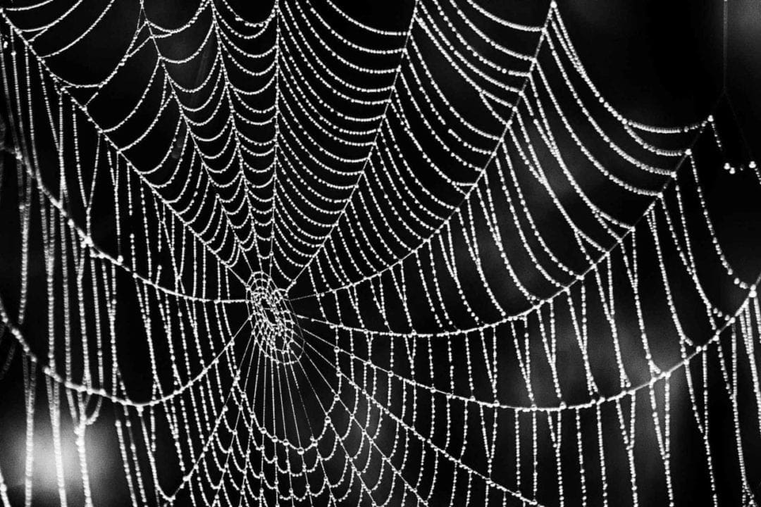 Shooting autumn spider webs