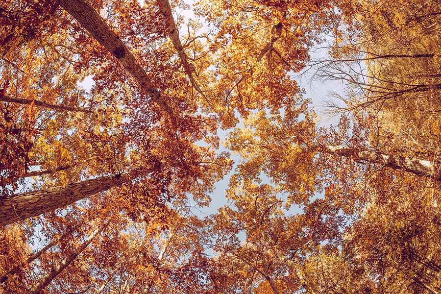 20 autumn photography tips for awesome pictures of Fall
