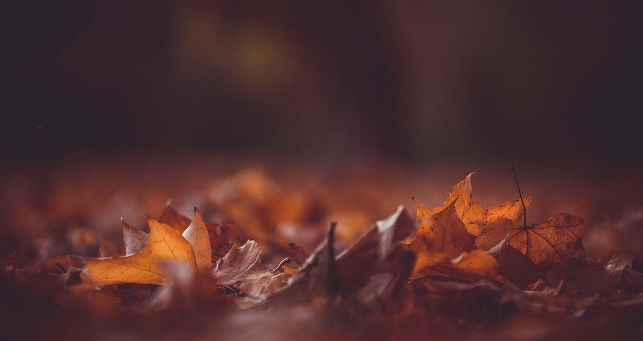 9 quick ways to improve autumn colours in your images