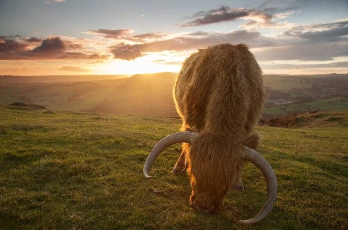 Highland cattle