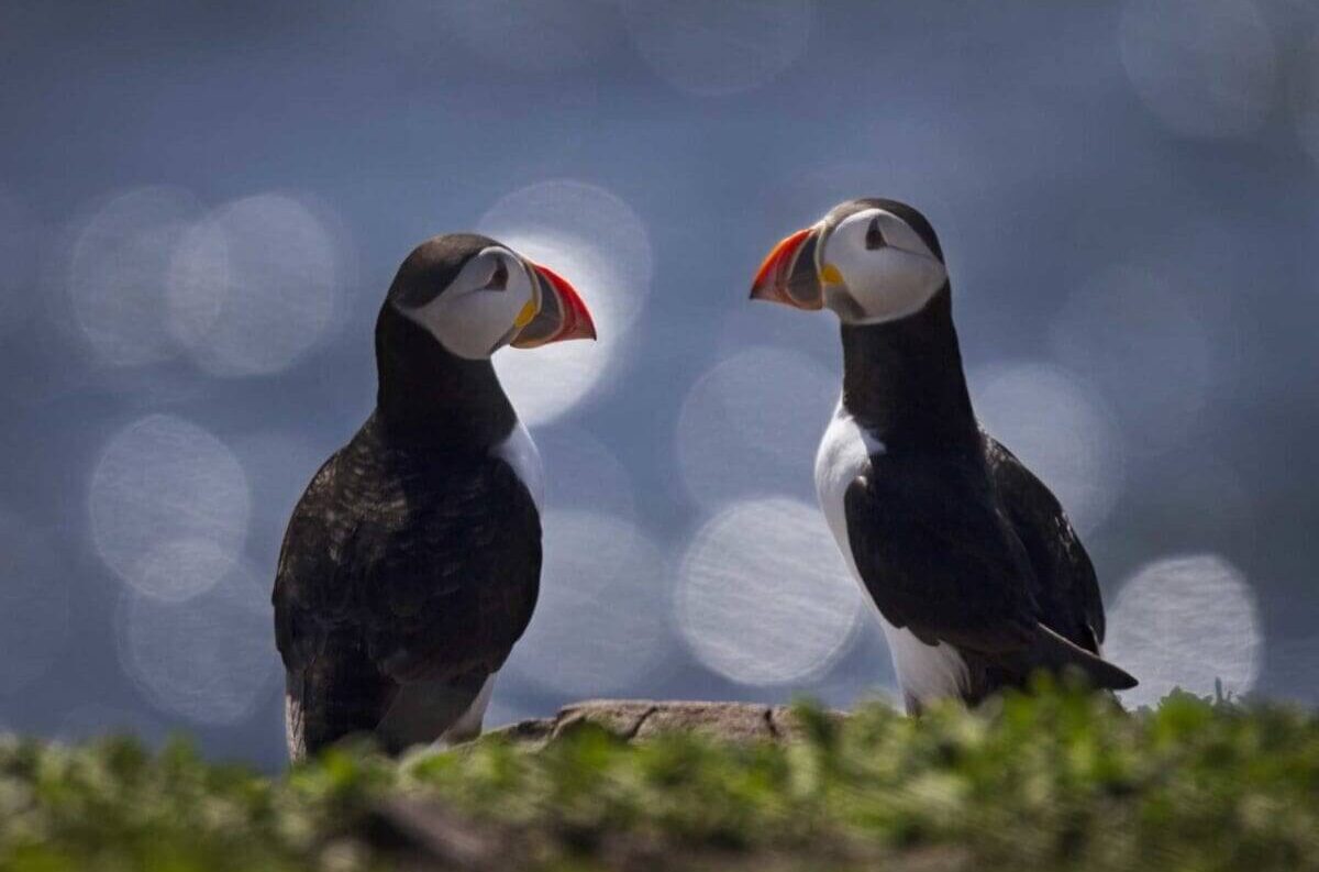 Two puffins