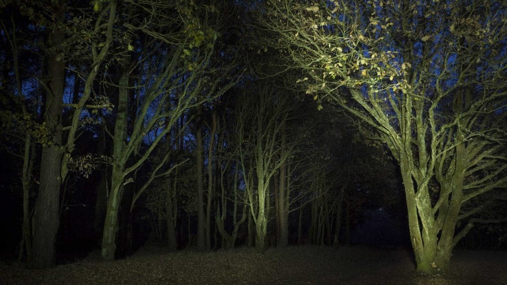 Trees painted with light