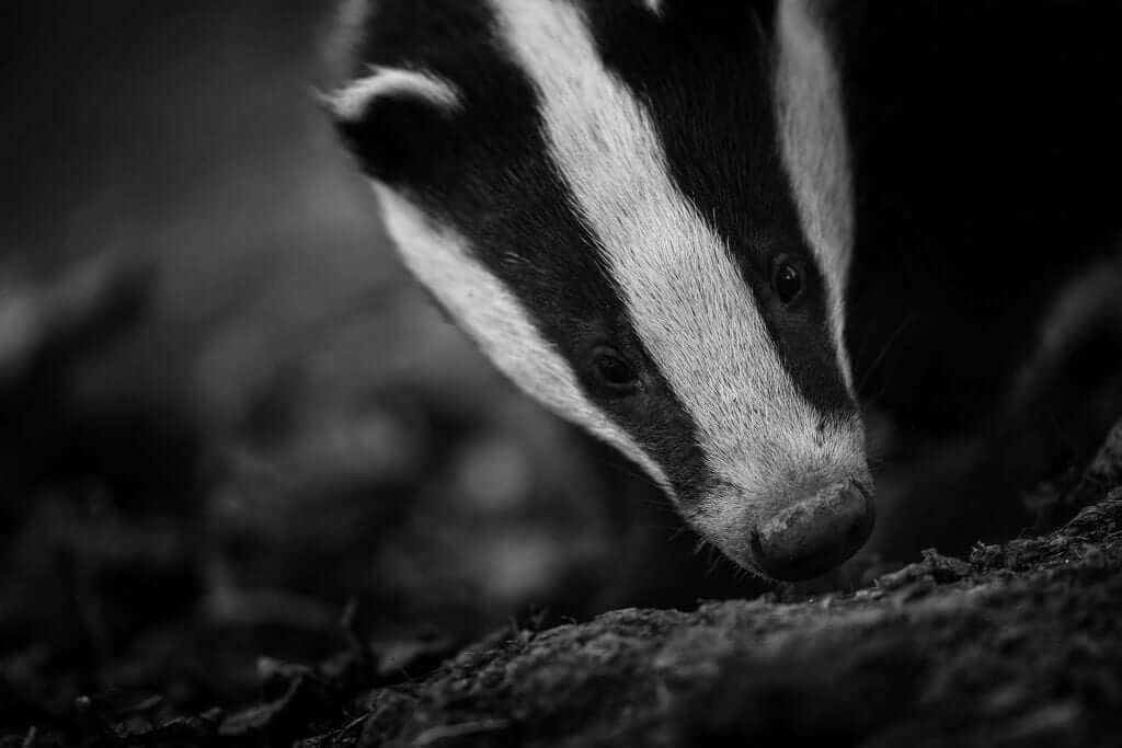 Badger