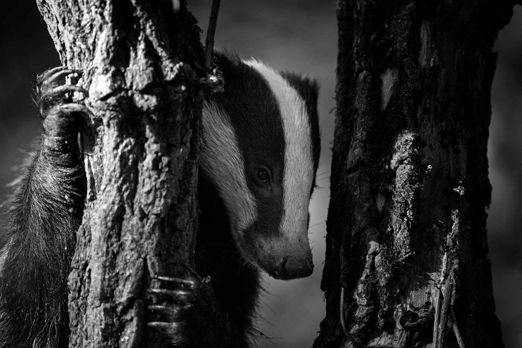Black and white badger