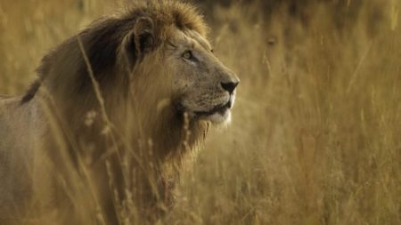 Interview: Tesni Ward on life as a professional wildlife photographer Lion