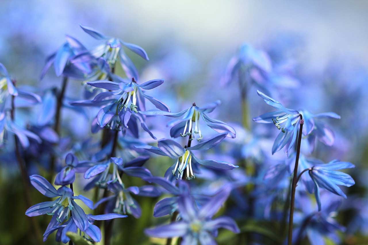 11 quick spring photography tips