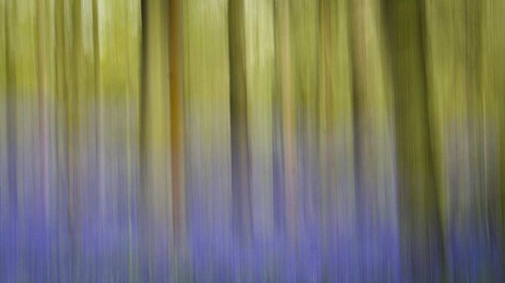 Bluebell wood with Intentional Camera Movement