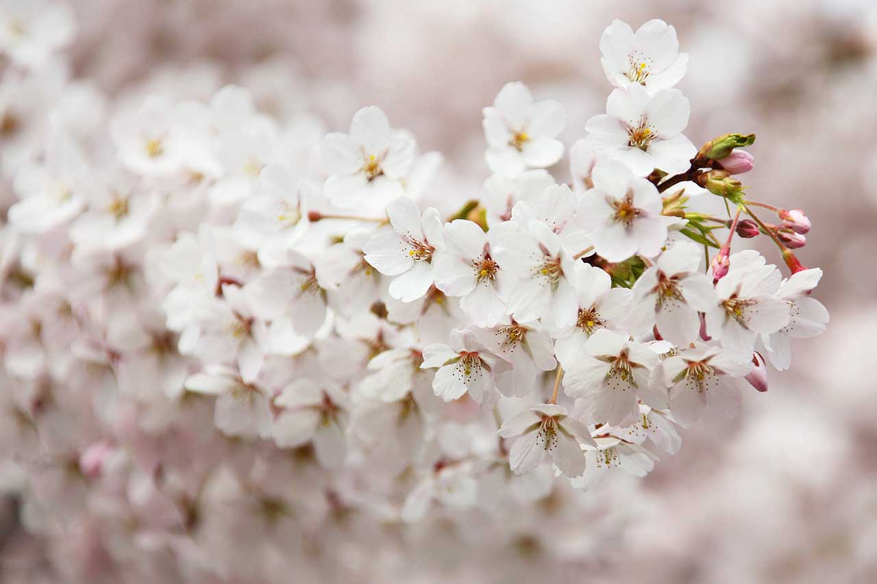 Flower photography: 04 Brighten up your exposures