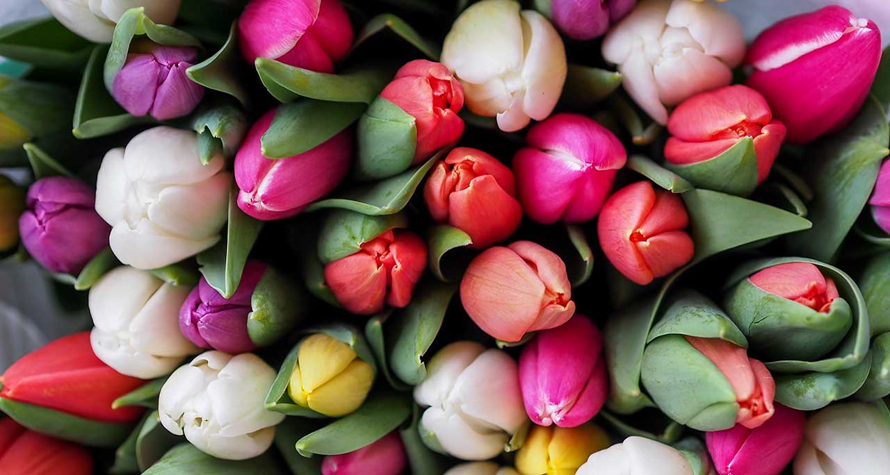 Flower photography: 4 ways to add instant impact to spring images