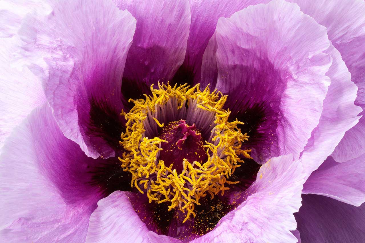 Flower photography: 02 Fill the whole frame with your subject