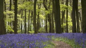 Fuji GFX raw files after 5 minutes in Photoshop - Bluebell wood
