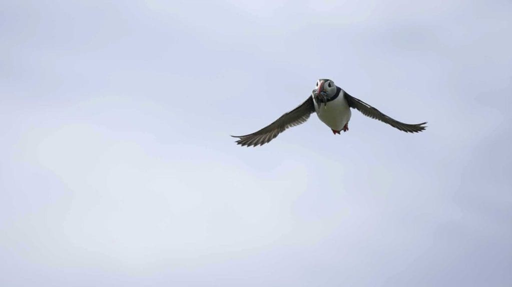 Sony A9 vs. Puffin