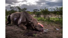 Wildlife Photographer of the Year 2017 winners revealed
