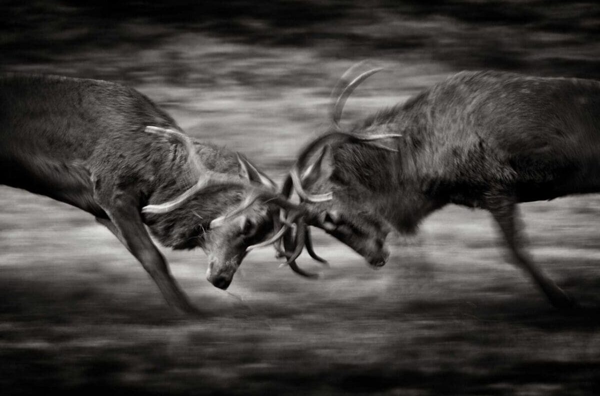 How to photograph the deer rut