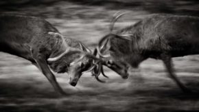How to photograph the deer rut