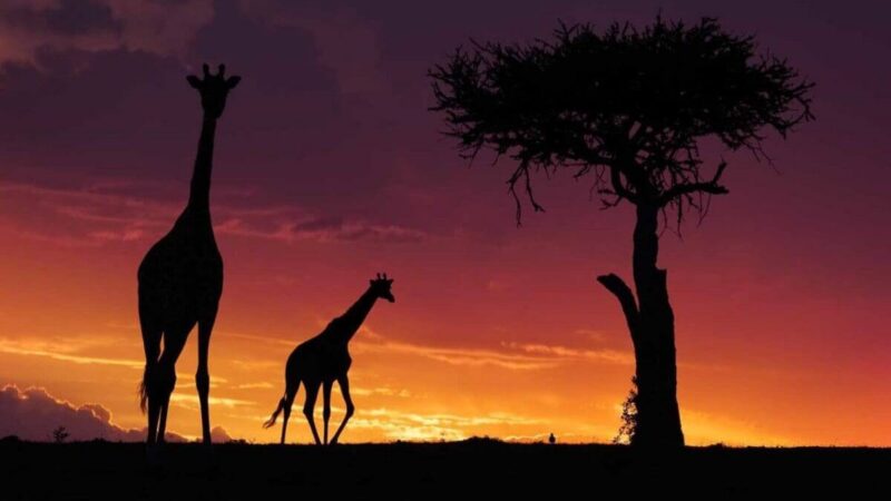 Best camera settings for wildlife photography