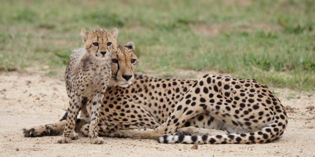 Photographier la faune avec le Panasonic Lumix G9 : Cheetah