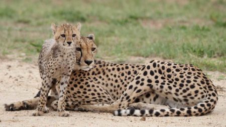 Photographing Wildlife with the Panasonic Lumix G9: Cheetah