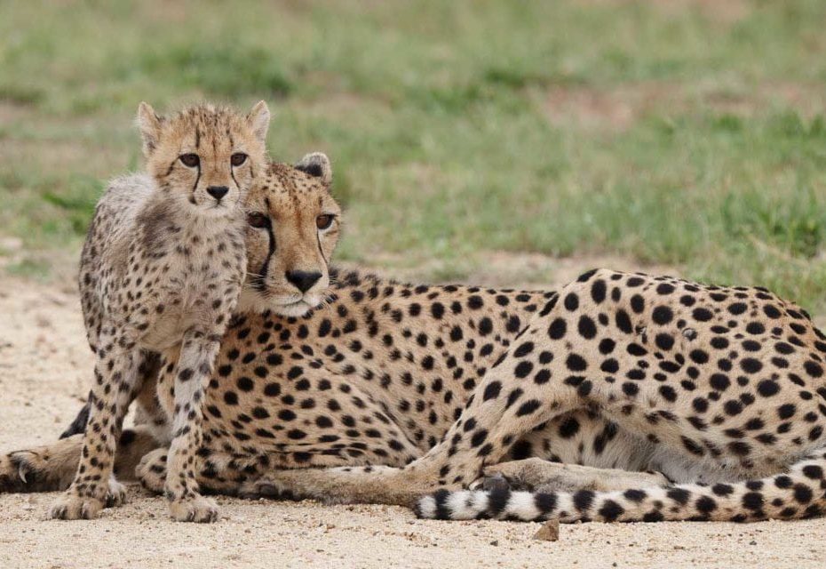 Photographing Wildlife with the Panasonic Lumix G9: Cheetah