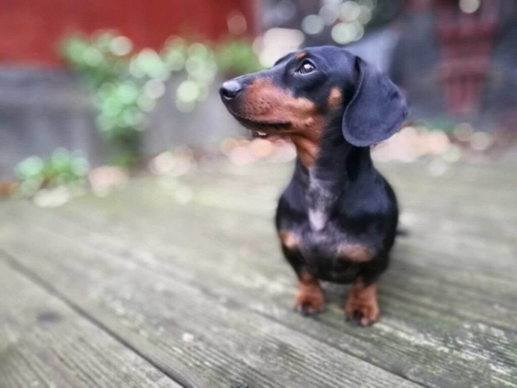 Honor 7X Camera Review: sample photos