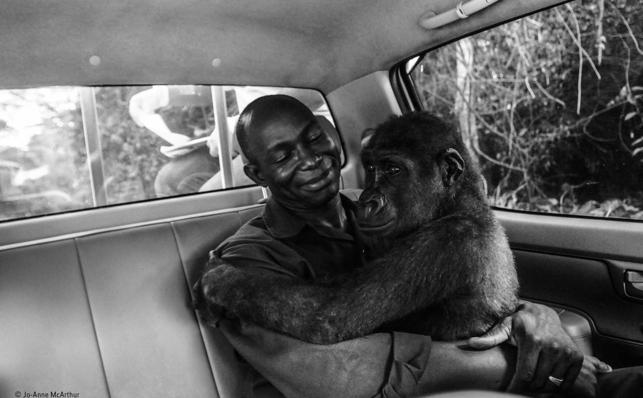 Wildlife Photographer of the Year People's Choice winner revealed