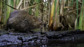 Wildlife to photograph in April: Water Voles