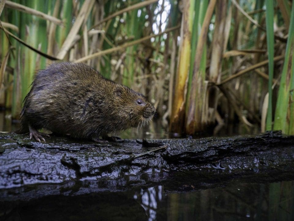 Wildlife to photograph in April: Water Voles