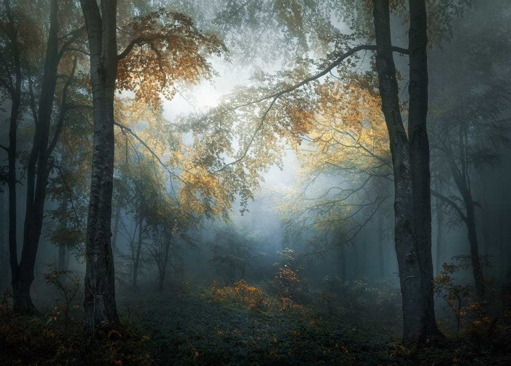 Bulgarian photographer Veselin Atanasov has won the Photographer of the Year prize for the Open competition