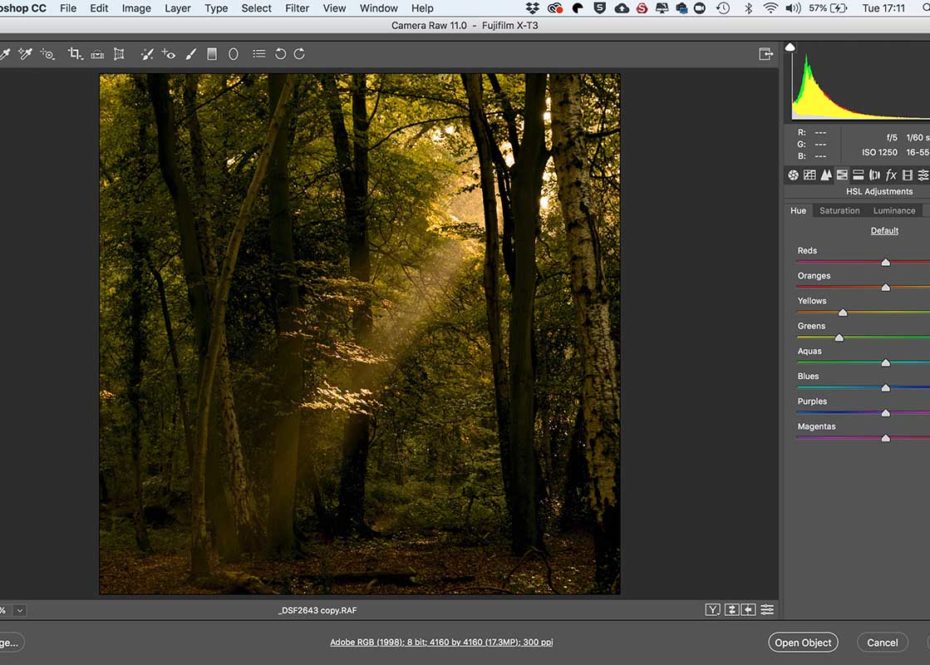 Fujifilm X-T3 raw files after 5 Minutes in Photoshop: Autumn woodland