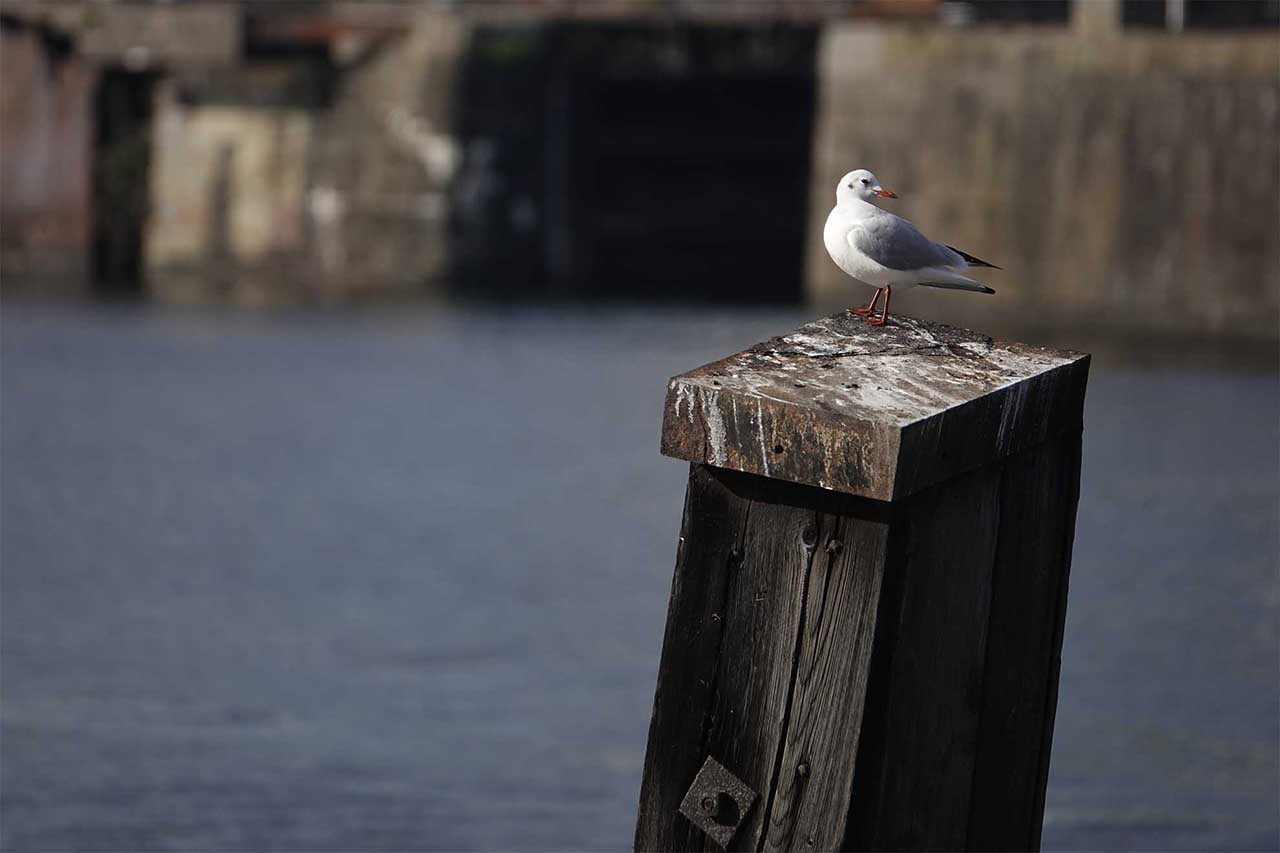 Sony RX10 IV review: sample photos