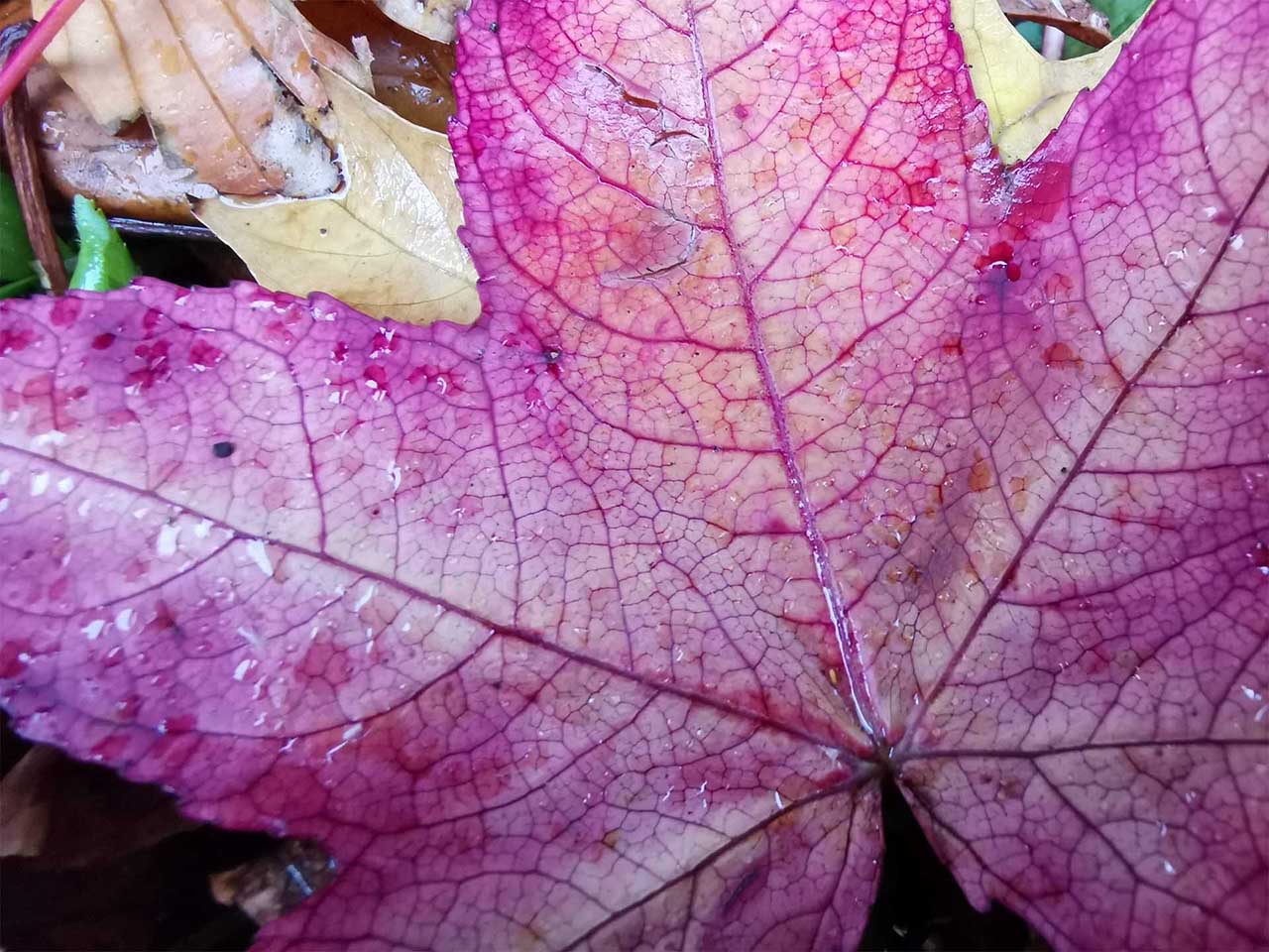 iPhone XS vs Huawei Mate 20 Pro: Camera app