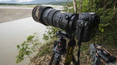 Best cameras for wildlife photography