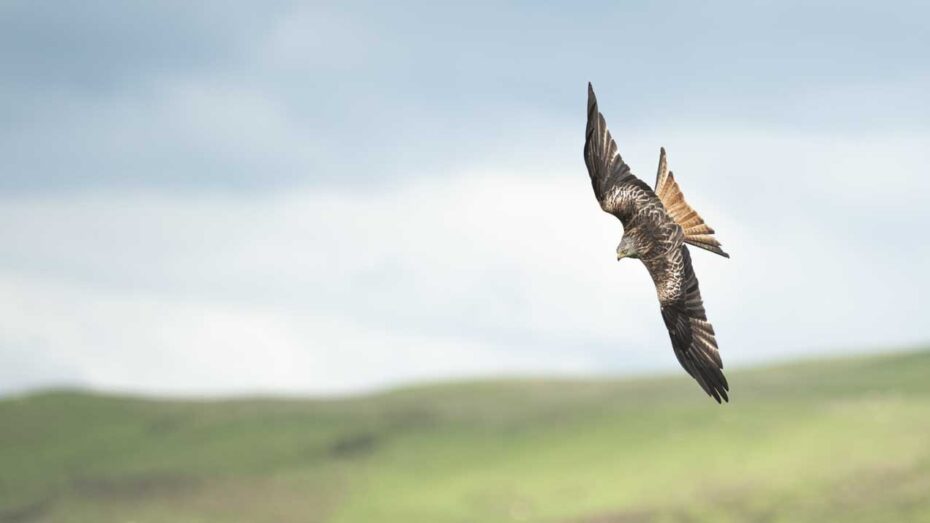 Best settings for bird photography Camera Jabber