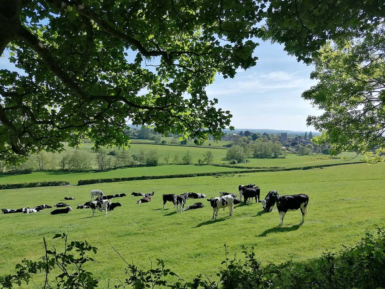 Huawei P30 Lite review: sample photos