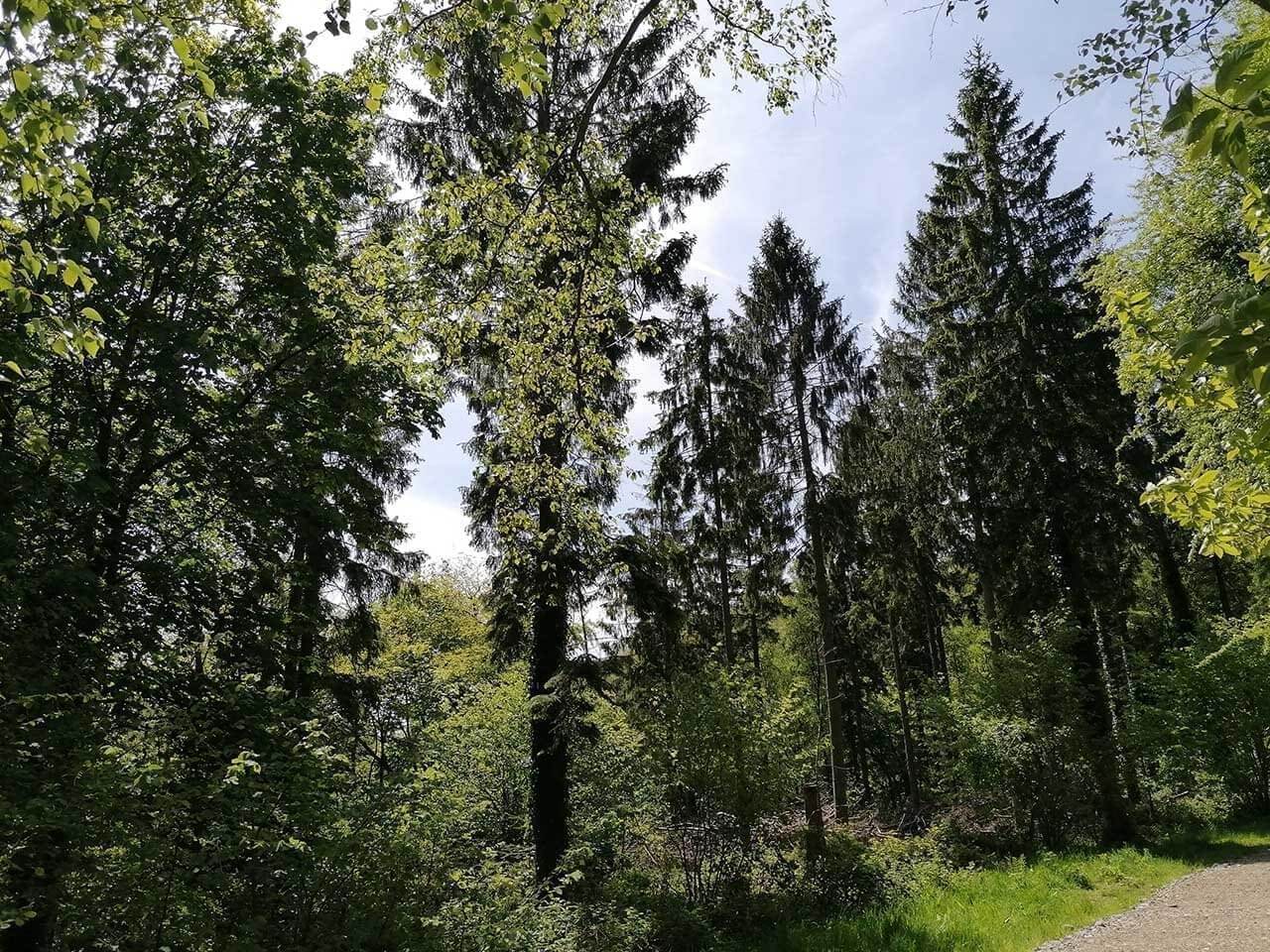 Huawei P30 Lite review: sample photos