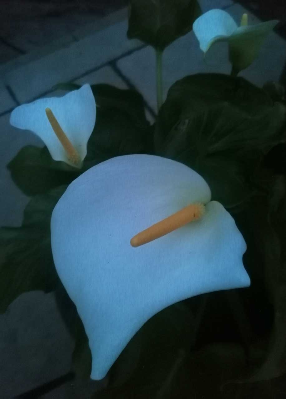 Huawei P30 Lite review: Night Mode