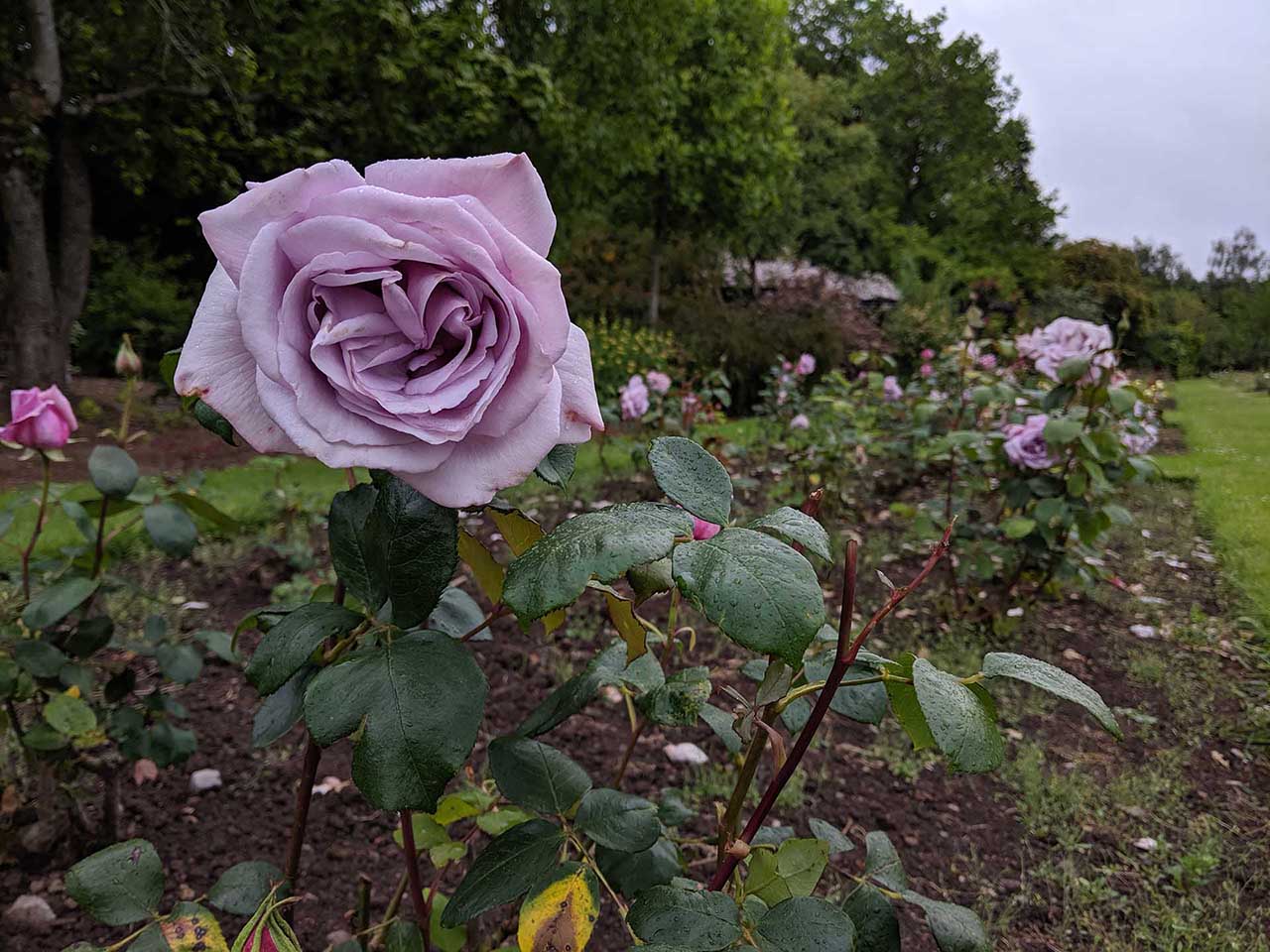 Google Pixel 3a camera review: sample photos