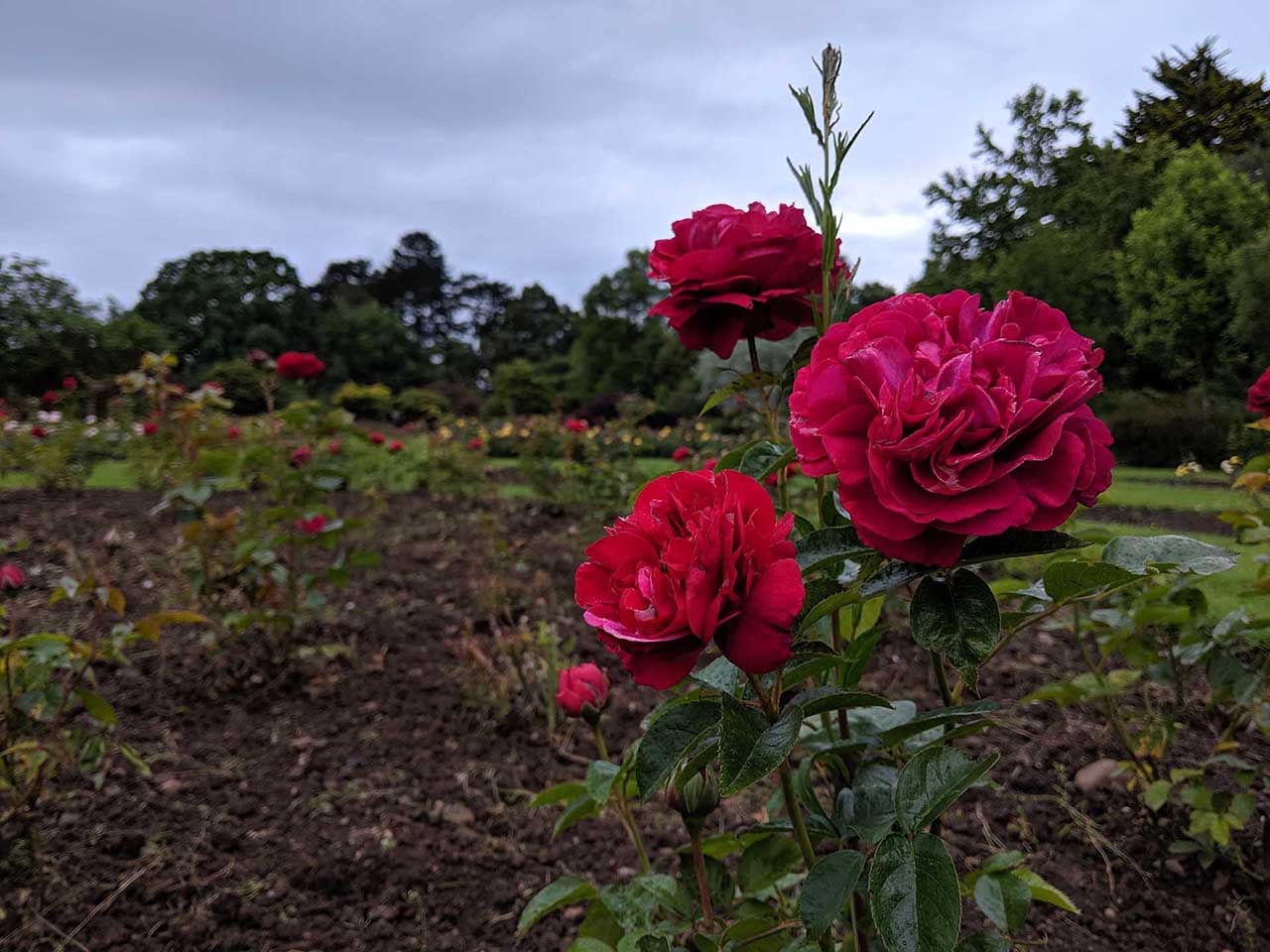 Google Pixel 3a camera review: sample photos