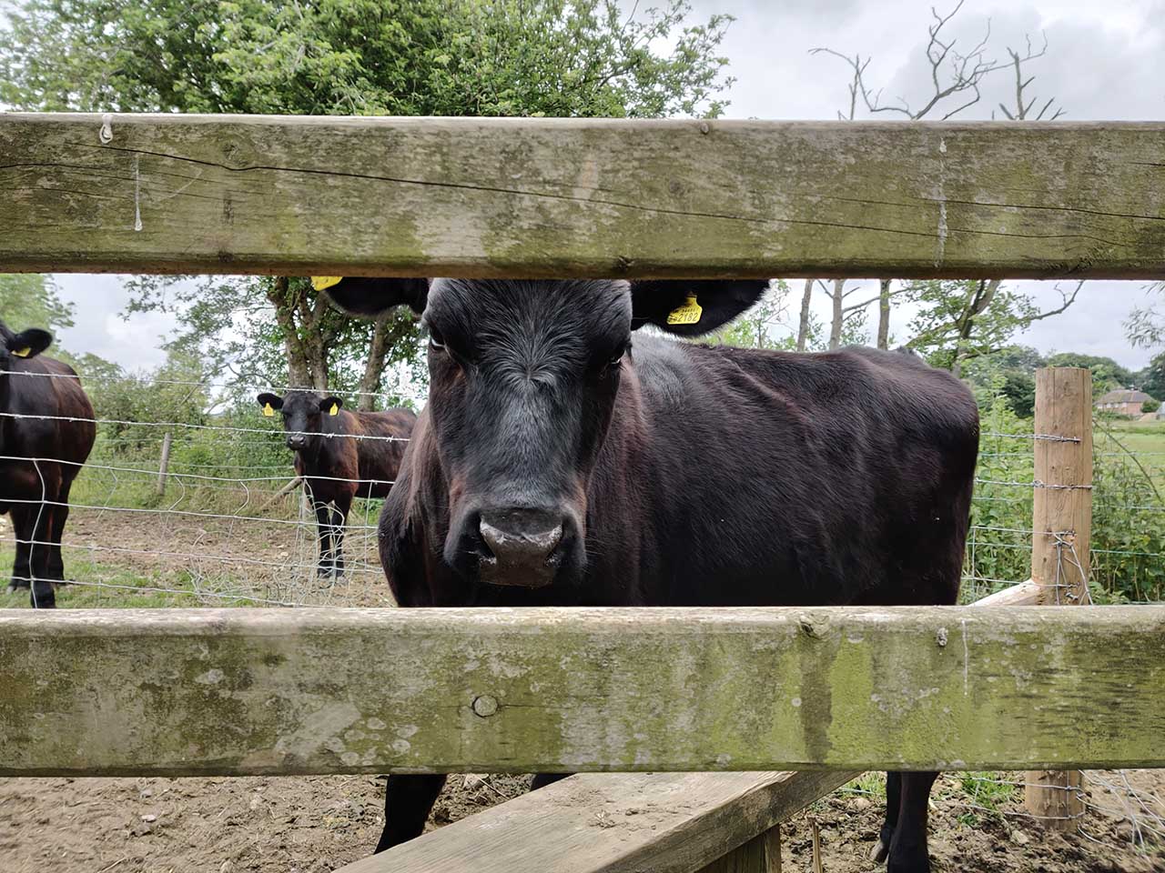 OnePlus 7 Pro camera review: sample photos