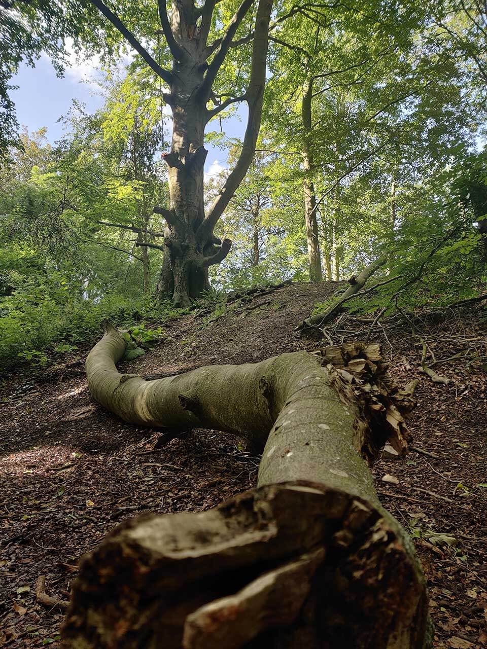 OnePlus 7 Pro camera review: sample photos