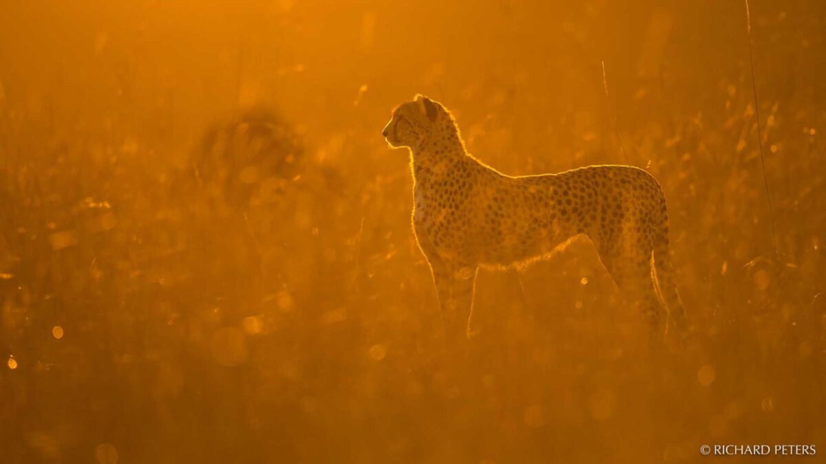 Top tips on how to make the most out of your safari images