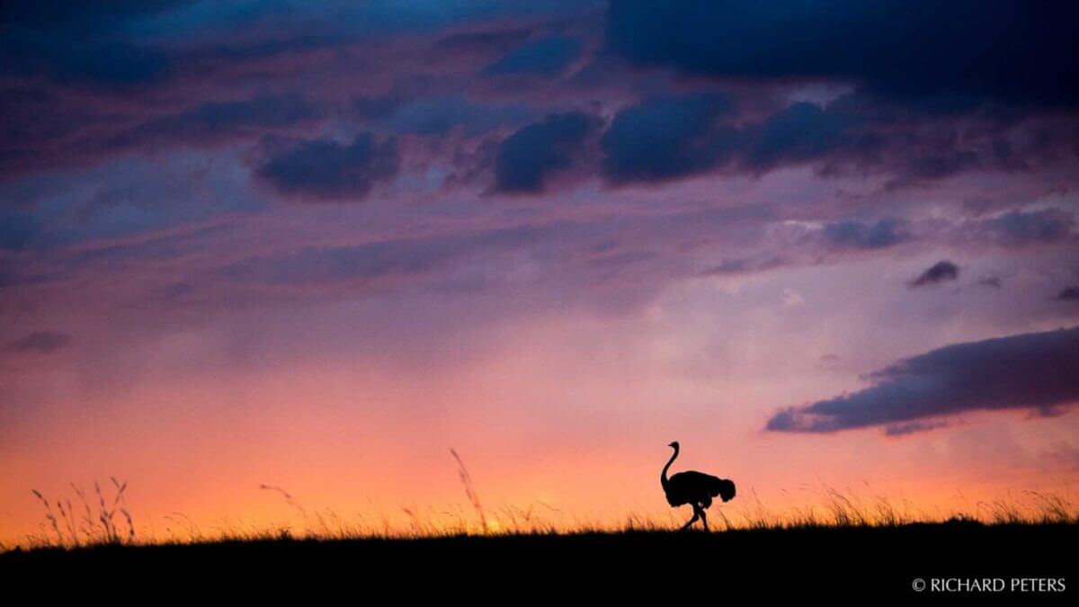 Top tips on how to make the most out of your safari images