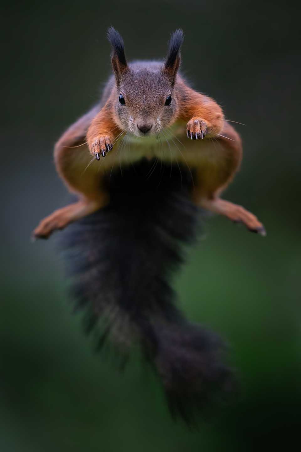 How to photograph squirrels