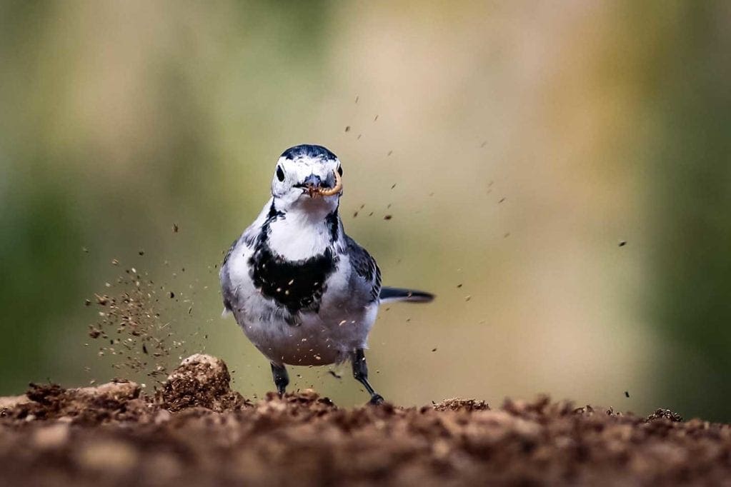 How to photograph garden birds - Photo © Hussain Almubarak
