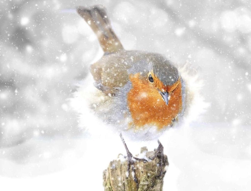 How to photograph garden birds - Photo © Adrian.E.Mortimer.