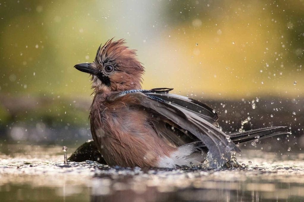 How to photograph garden birds - Photo © Szekely Janos